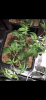 1A113AFB-B8B6-493D-B879-07CE2BC9370E.png