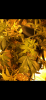 62F9B4E3-4071-40DF-B688-663745EB4375.png