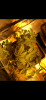 156BB066-0782-4460-A094-BAE0F65B4676.png