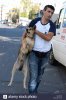 a-dog-catcher-carries-a-stray-dog-to-a-transporter-to-a-pound-in-pitesti-DGWFG5.jpg