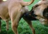 dog-sniffing-butt-thinkstock-187399292-590lc040114.jpg