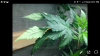 Screenshot_20180512-223140.png