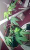IMG-20180515-WA0000.jpeg