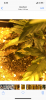 BDA5494B-343C-426F-A90A-E6FDD69A7E1A.png