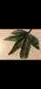 D38EB581-029E-4AA0-9A32-FFCC5A277334.png