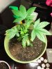 IMG-20180517-WA0000.jpg
