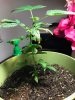 IMG-20180517-WA0001.jpg