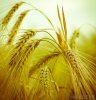 barley-against-sky.jpg