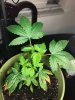 IMG-20180520-WA0000.jpg