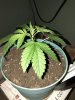 IMG_0105.jpeg
