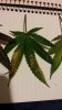20180520_222710.jpg 20180520_222710.jpg