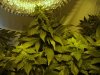 ogkush13-albums-g-13-haze-picture50554-week-7.jpg