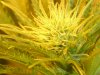 SSD JLP 91CHEMDAWG Coco VEG 003.JPG