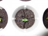 2 Seedlings 3 days - close up.jpg