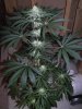 bugscreen-albums-first-grow-picture50774-shisk-1-mo.jpg