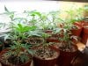 bugscreen-albums-first-grow-picture50773-shisk-clones.jpg