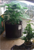 Smart Pot Happy Roots.png