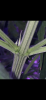 CDF4AC43-0C4B-4F4E-A71F-BC90EE970568.png