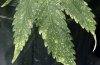 marijuana-thrips-spots-leaves-damage-closeup.jpg