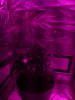 IMG_20180527_153752.jpg IMG_20180527_153752.jpg