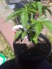 IMG_20180527_144358114_noexif.jpg