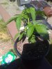 IMG_20180527_144353807_noexif.jpg