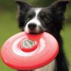 dog-frisbee1.jpg
