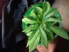 20180529_085330.jpg