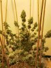 GG4F.jpg