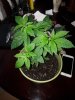 IMG_20180529_193728.jpg