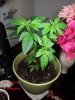 IMG_20180529_194214.jpg