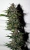 BlueRipper-BX1-P5-rks-Day53-Harvest-2.JPG