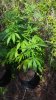 20180526_165327.jpg 20180526_165327.jpg
