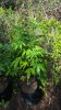 20180526_165331.jpg 20180526_165331.jpg