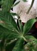 Seedling #3.png Seedling #3.png