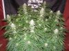 plushberry day 31 (2).JPG