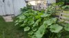 20170525_181456.jpg