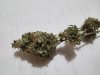 GG#4 dried curing.jpg