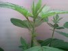 BigOnebranches1.jpg