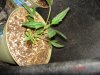DSC02591.jpg