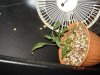 DSC02593.jpg