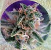 4822-PeakHarvest01.jpg