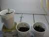 Picture 2009 040.jpg