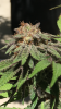 bud1.PNG