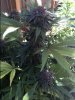 bud2.JPG