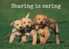 sharing-is-caring-1.jpg