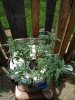 IMG_20180614_144655674.jpg IMG_20180614_144655674.jpg
