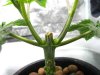 stems-thicken-after-topping.jpg