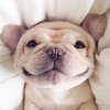 214276-Happy-Dog.jpg