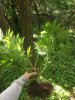 8CDB1AE2-4D07-4478-B8C3-00791971DD02.jpeg 8CDB1AE2-4D07-4478-B8C3-00791971DD02.jpeg